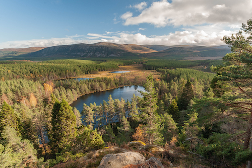 Scottish forests