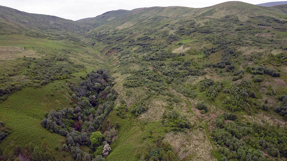 Landscape of lush, native woodland.