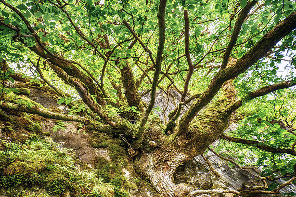 The tree root structure of a large mature elm tree.