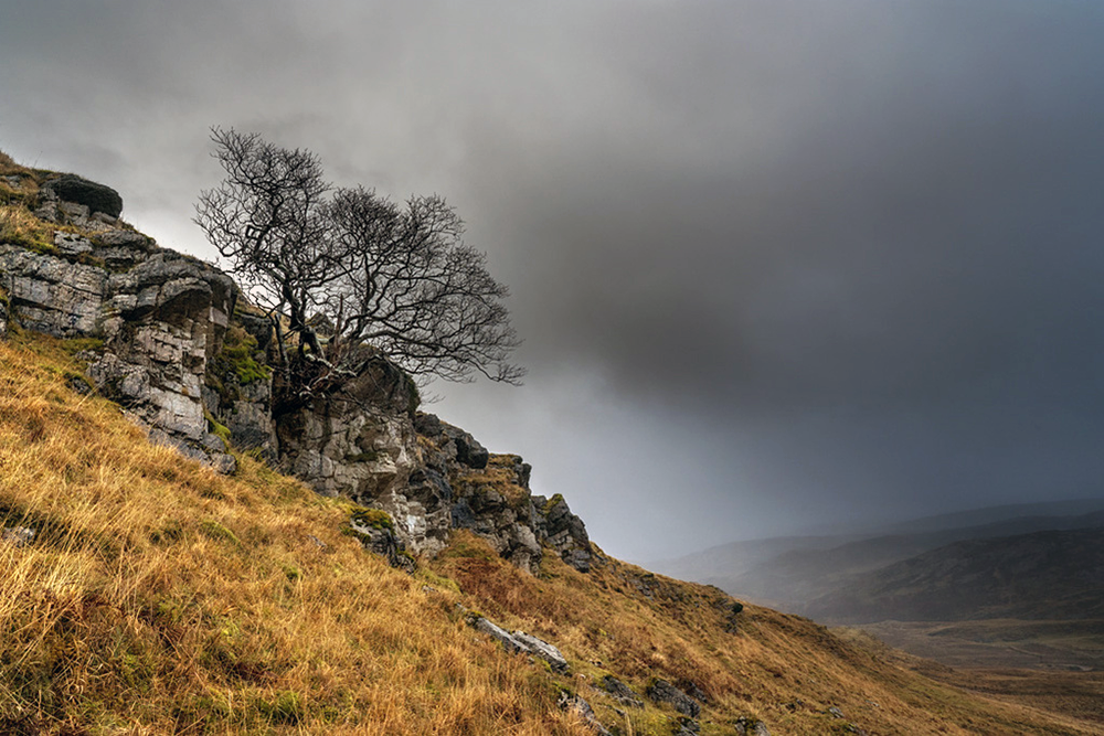 A single elm juts out of a rocky crop in Assynt.