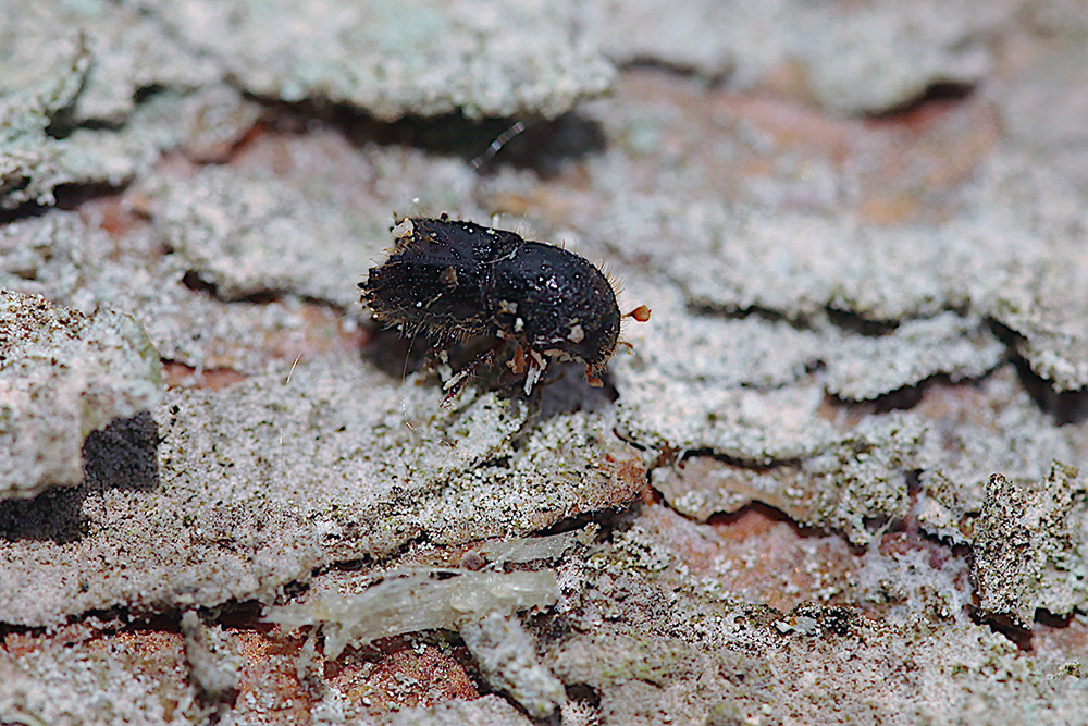 The eight-toothed spruce bark beetle, scientifically known as Ips typographus.
