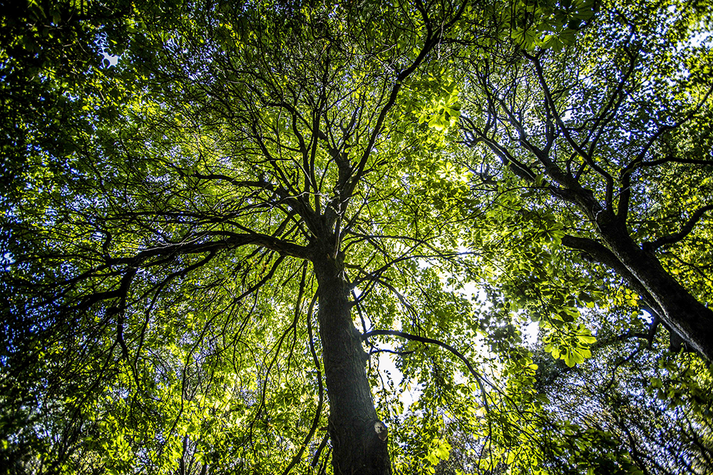 Native woodland canopy.