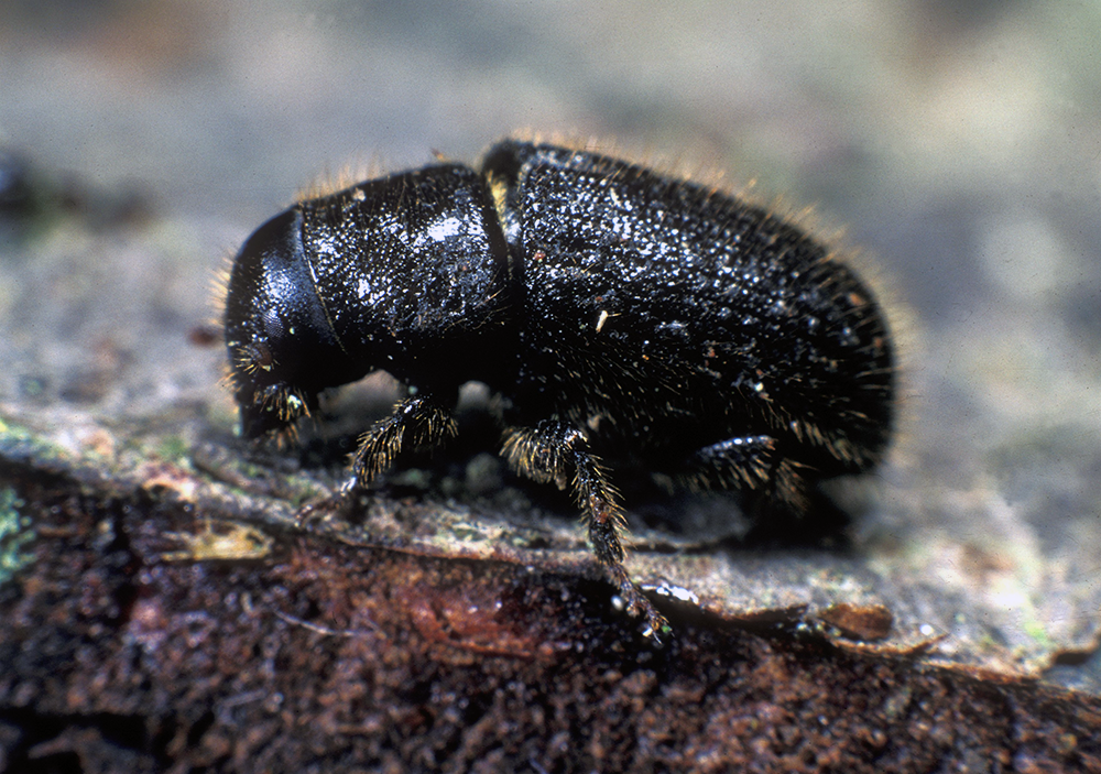 The great spruce bark beetle, scientifically known as Dendroctonus micans.