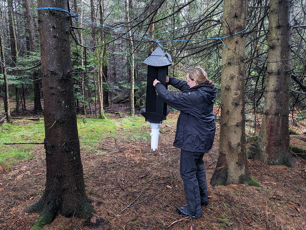A member of the tree health team checking one of the Cross Vane traps used for trapping different insects.