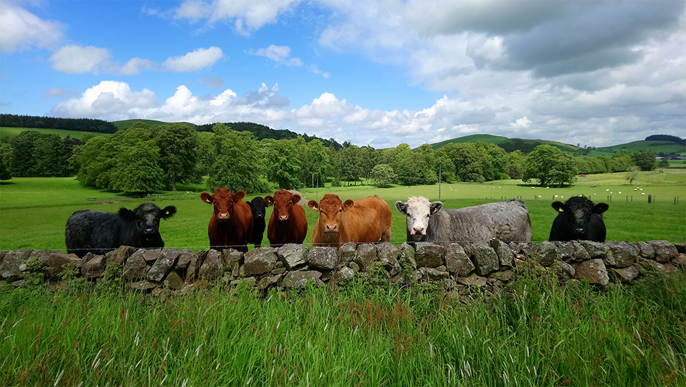 A line of cows on the Adamson family farm.