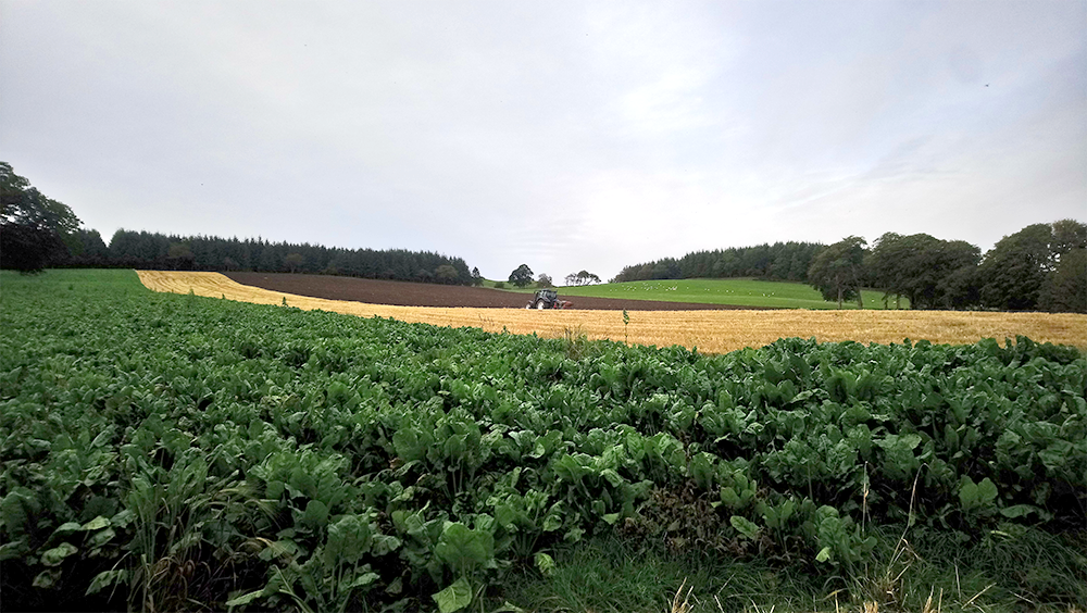 Ploughing at the Adamson family farm.