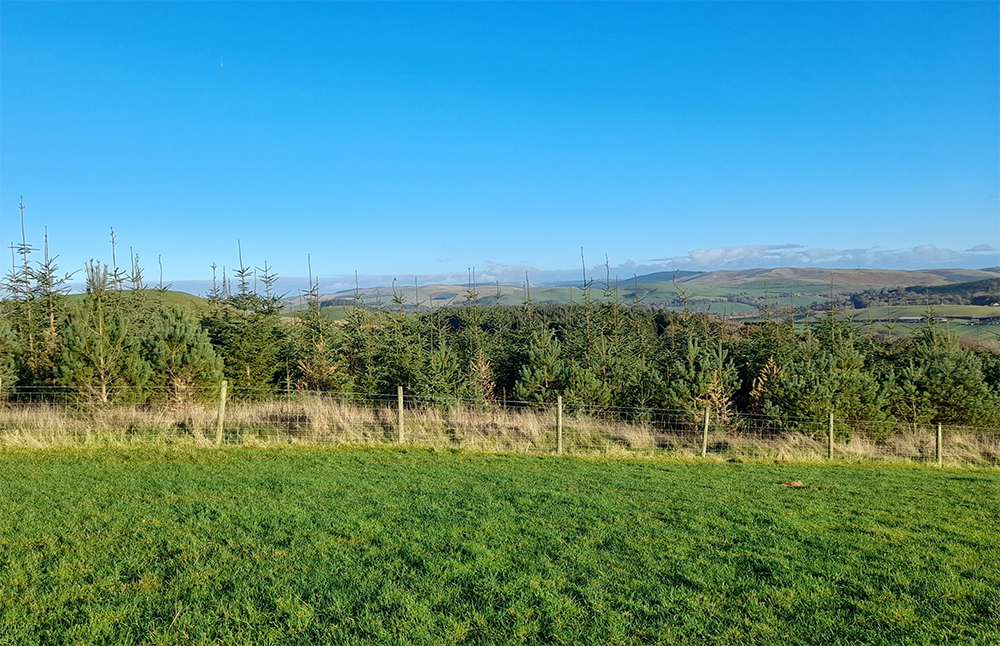 A shelterbelt at the Adamson family farm.