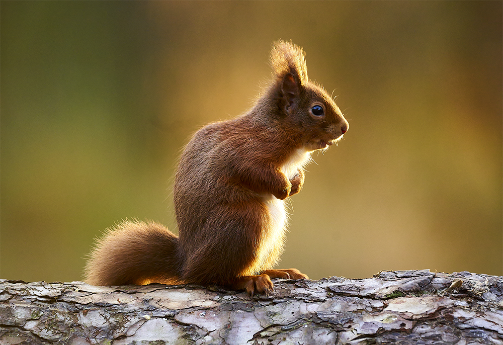 A solitary red squirrel perches on a log in Tentsmuir forest, Fife.