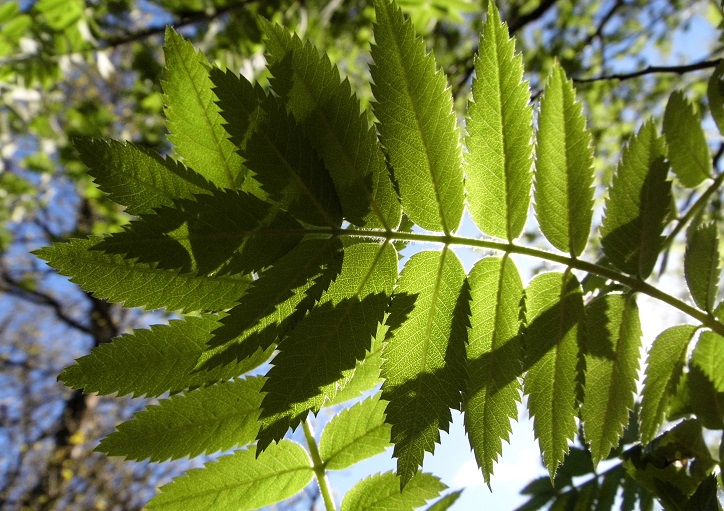 Leaves - close up 2.jpg